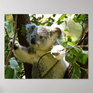 Poster Urso coala interior australiano arbusto árvore flo