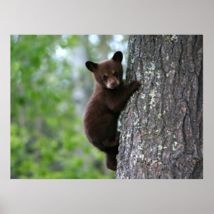 Póster Urso Cub de escalada