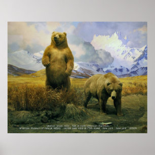 Póster Urso de Alaska Brown