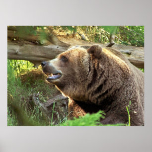 Póster Urso de Brown
