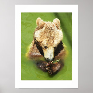 Poster Urso de Brown na água