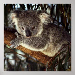 Póster Urso de Koala
