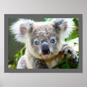 Poster Urso de Koala bonito