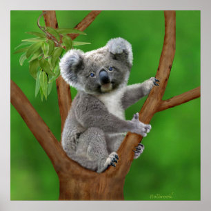 Poster Urso de Koala de olhos azuis do bebê