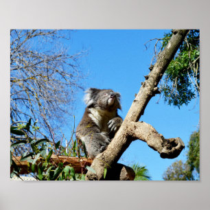 Poster Urso De Koala Na Árvore Antiga,