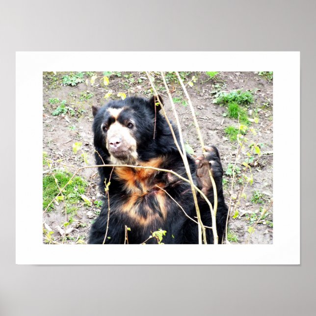 Póster Urso-de-óculos (Frente)