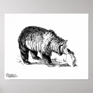 Póster Urso de urso