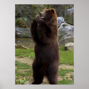 Póster Urso de urso bonito de Brown
