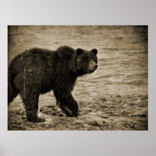 Poster Urso de urso na antiguidade