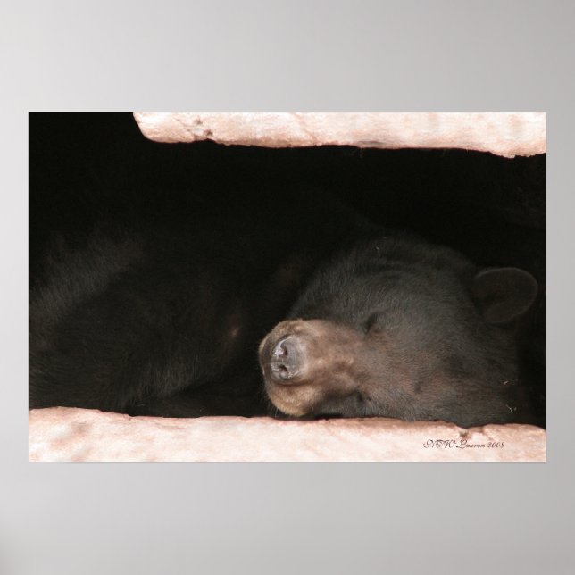 Póster Urso Dormindo 2 (Frente)