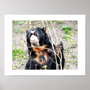 Póster Urso espetacular