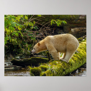 Poster Urso Espírito Branco