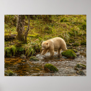 Poster Urso Espírito Branco caça peixes no Riordan Creek