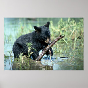 Póster Urso-filhote preto no pântano do verão