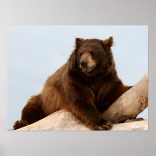 Póster Urso Grande Marrom em um Log