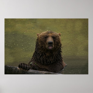 Poster Urso Grelha Na Água