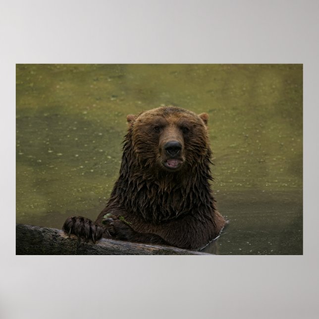 Poster Urso Grelha Na Água (Frente)