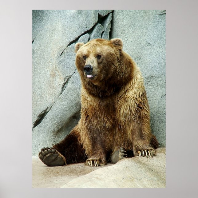 Póster Urso Grizzly (Frente)
