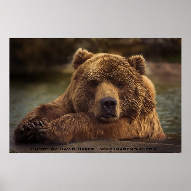 Poster Urso Grizzly (Frente)