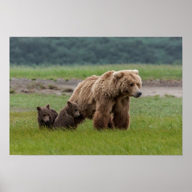 Poster Urso Grizzly Mãe com Cubos Gêmeos (Frente)