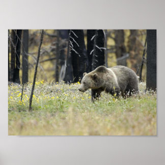 Póster Urso Grizzly no Campo