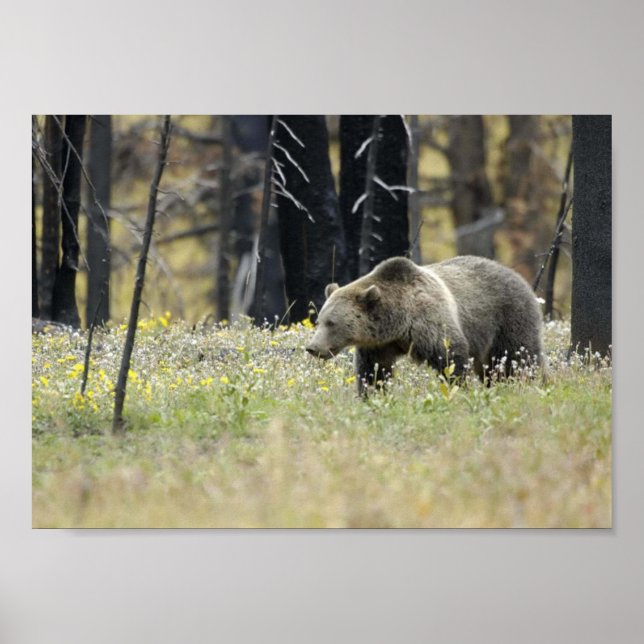 Póster Urso Grizzly no Campo (Frente)