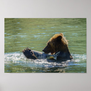 Poster Urso Grizzly Pegou Um Salmão