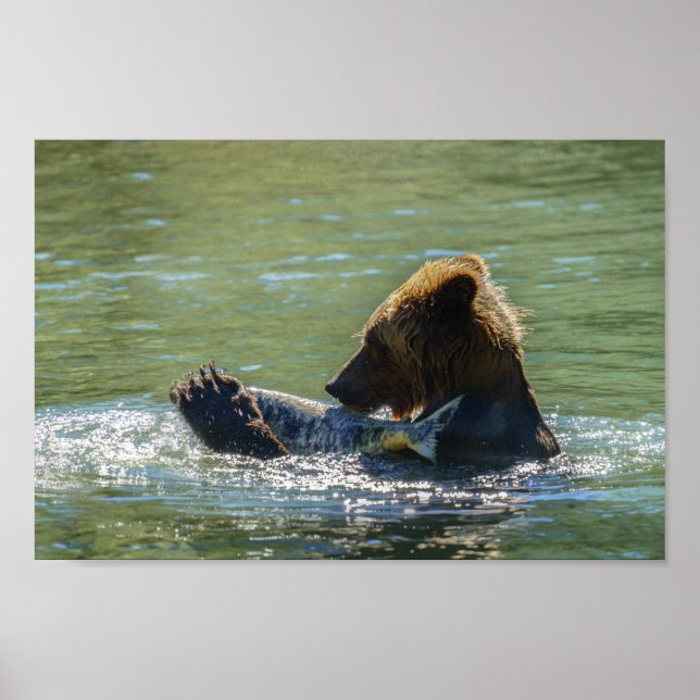 Poster Urso Grizzly Pegou Um Salmão (Frente)