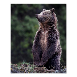 Póster Urso Grizzly Permanente