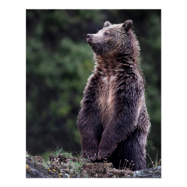 Póster Urso Grizzly Permanente (Frente)