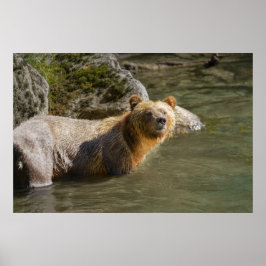 Poster Urso Grizzly Selvagem No Rio Orford