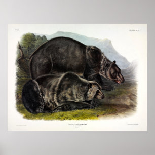 Poster Urso Grizzly (Urso Marrom Norte-Americano) - Audub