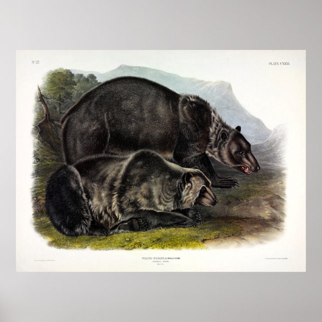 Poster Urso Grizzly (Urso Marrom Norte-Americano) - Audub (Frente)