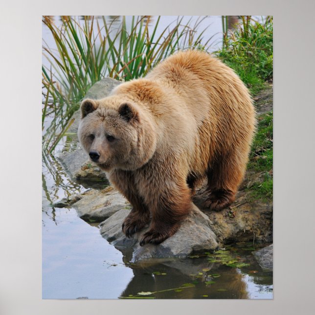 Poster Urso junto a um lago (Frente)