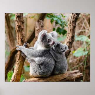Póster Urso Koala