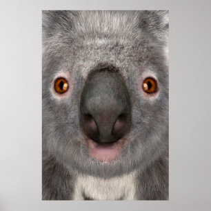 Poster Urso Koala