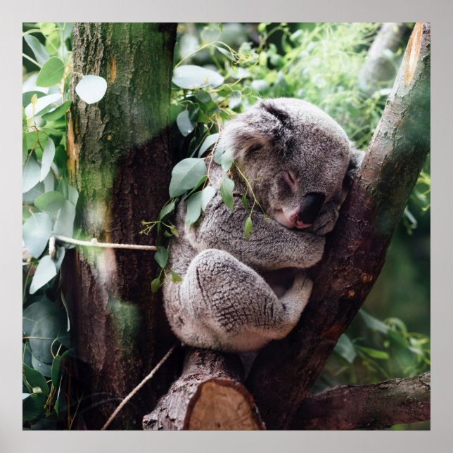 Póster Urso Koala bonito relaxando em uma árvore (Frente)