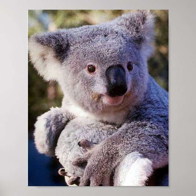Poster Urso Koala Segurando Um Urso Koala (Frente)