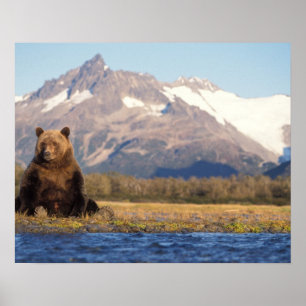 Póster urso marrom, arctos do Ursus, urso de urso, Ursus