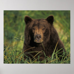 Poster urso marrom, arctos do Ursus, urso de urso, Ursus