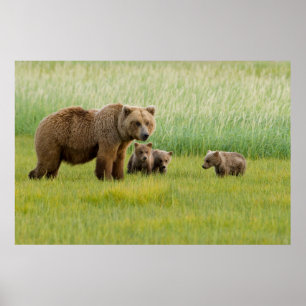 Poster Urso Marrom do Alasca com Cubs em um Prado