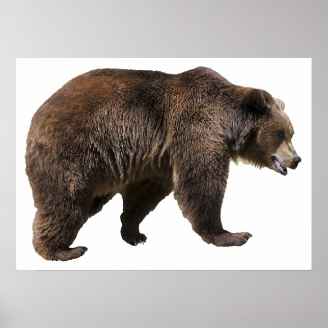 Poster Urso-marrom isolado (Frente)