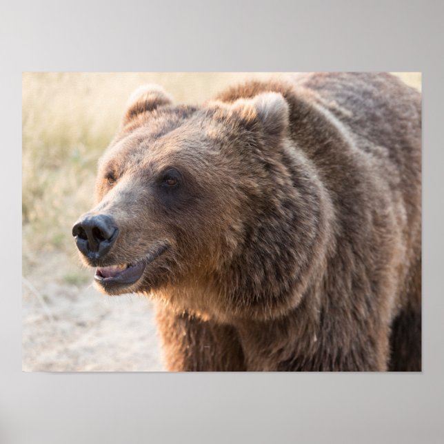 Poster Urso Marrom Sorridente (Frente)