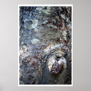 Póster Urso na Árvore