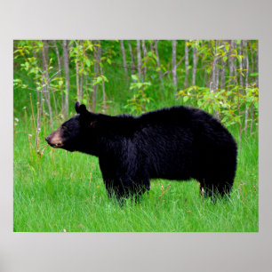 Poster Urso Negro