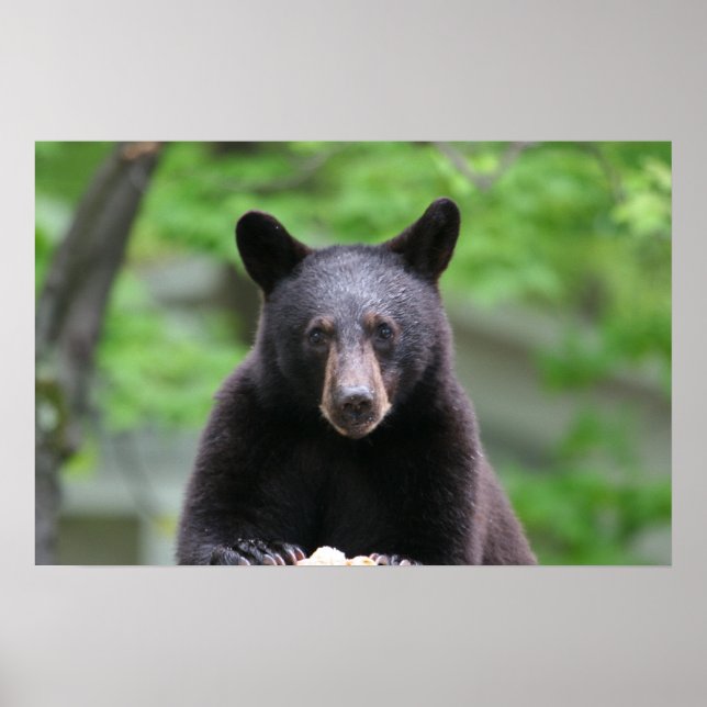 Póster urso negro (Frente)