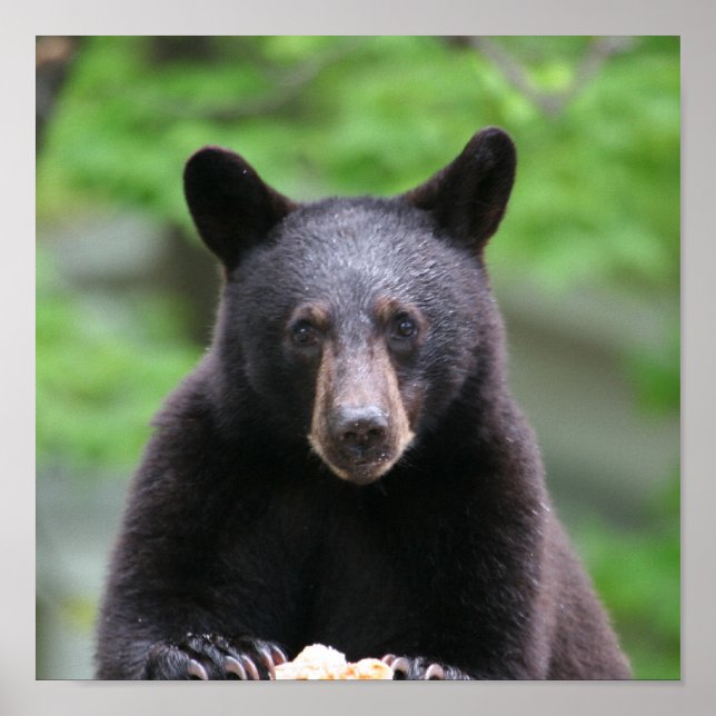 Poster urso negro (Frente)