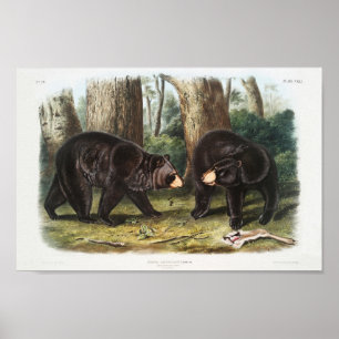 Poster Urso Negro Americano da América do Norte (1845)