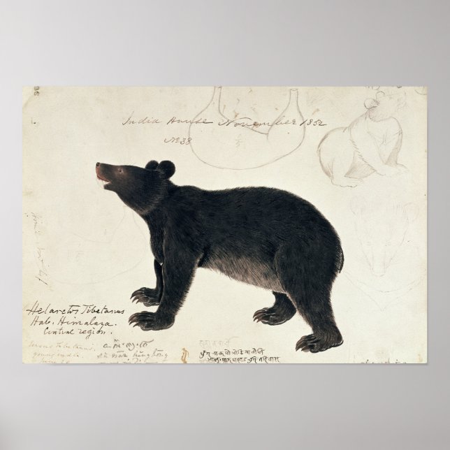Poster Urso Negro Asiático "Ursus Tibetanus" (Frente)