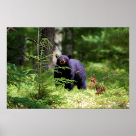 Póster Urso Negro 'Caçador'